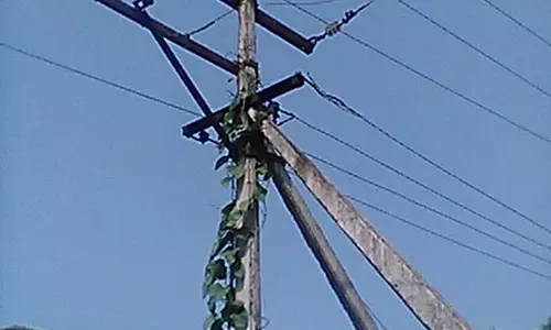 மின்கம்பத்தில் படர்ந்த செடி மின்கம்பத்தில் படர்ந்த செடி