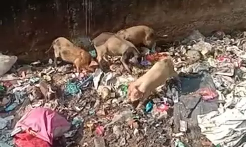 பன்றிகள் தொல்லை பன்றிகள் தொல்லை