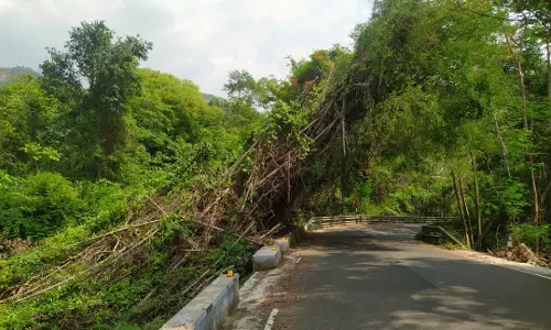மூங்கில் மரங்களை அகற்றலாமே மூங்கில் மரங்களை அகற்றலாமே