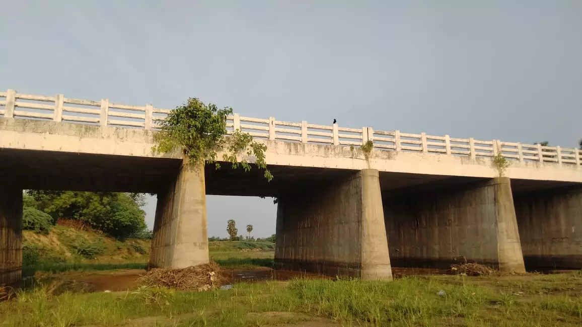 பாலத்தில் வளரும் மரம்
