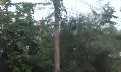 மின்கம்பத்தை ஆக்கிரமித்த செடி,கொடிகள் மின்கம்பத்தை ஆக்கிரமித்த செடி,கொடிகள்