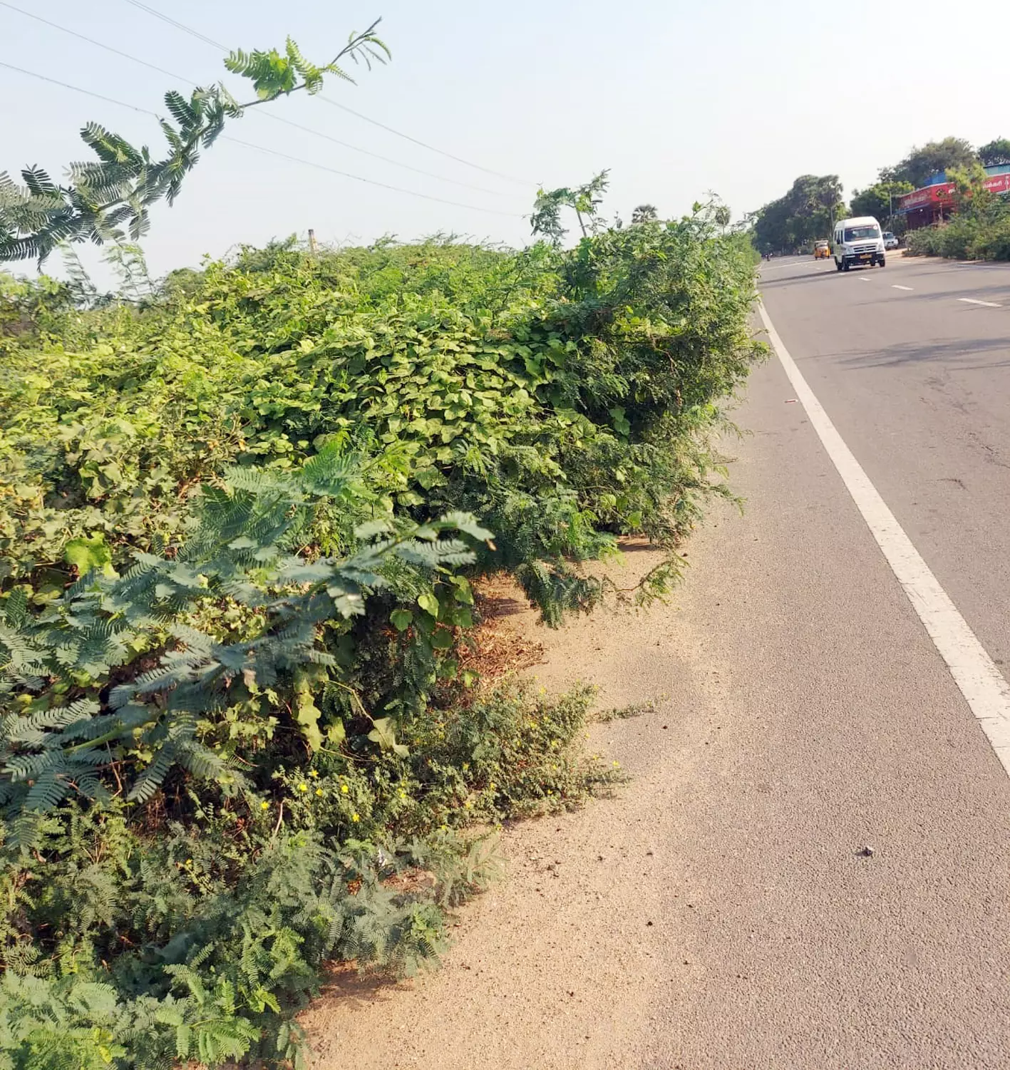 சாலையை ஆக்கிரமித்த முட்செடிகள்