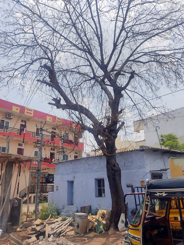 பட்டுப்போன மரம் அகற்றப்படுமா?