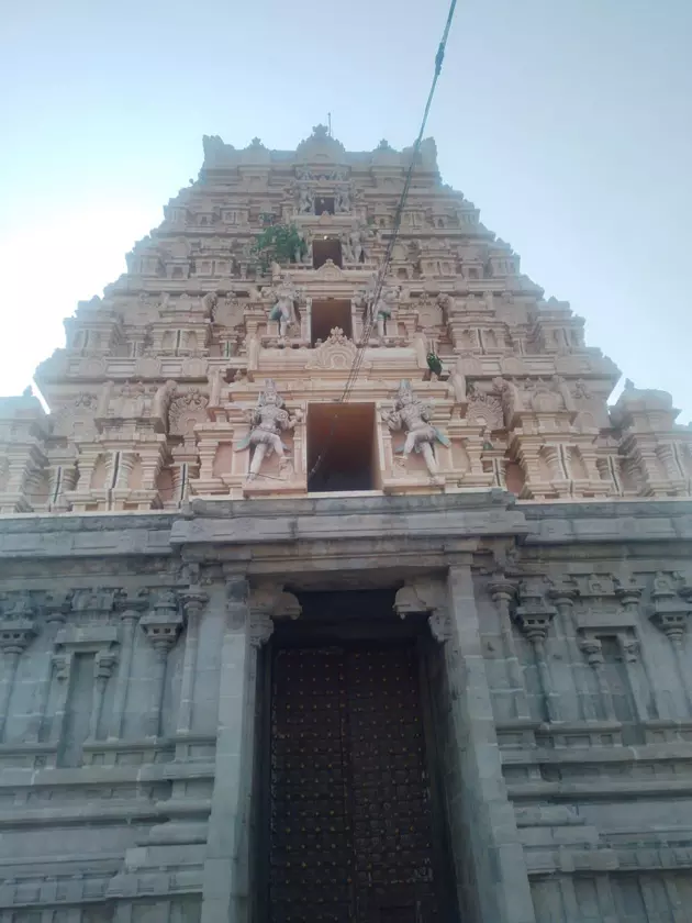 ராஜகோபுரத்தில் வளர்ந்த செடிகள்