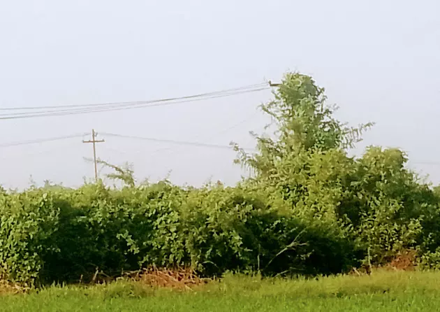 மின்கம்பத்தில் படர்ந்த செடி, கொடிகள்