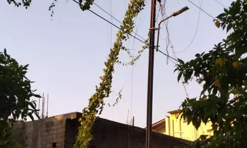 மின்கம்பத்தில் படர்ந்துள்ள செடிகொடிகள்