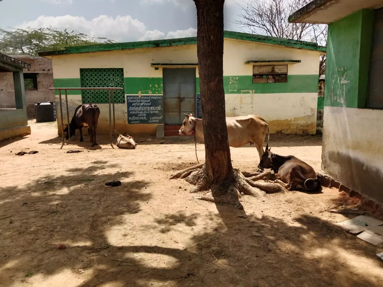 பள்ளி வளாகத்தில் கட்டப்படும் கால்நடைகள்