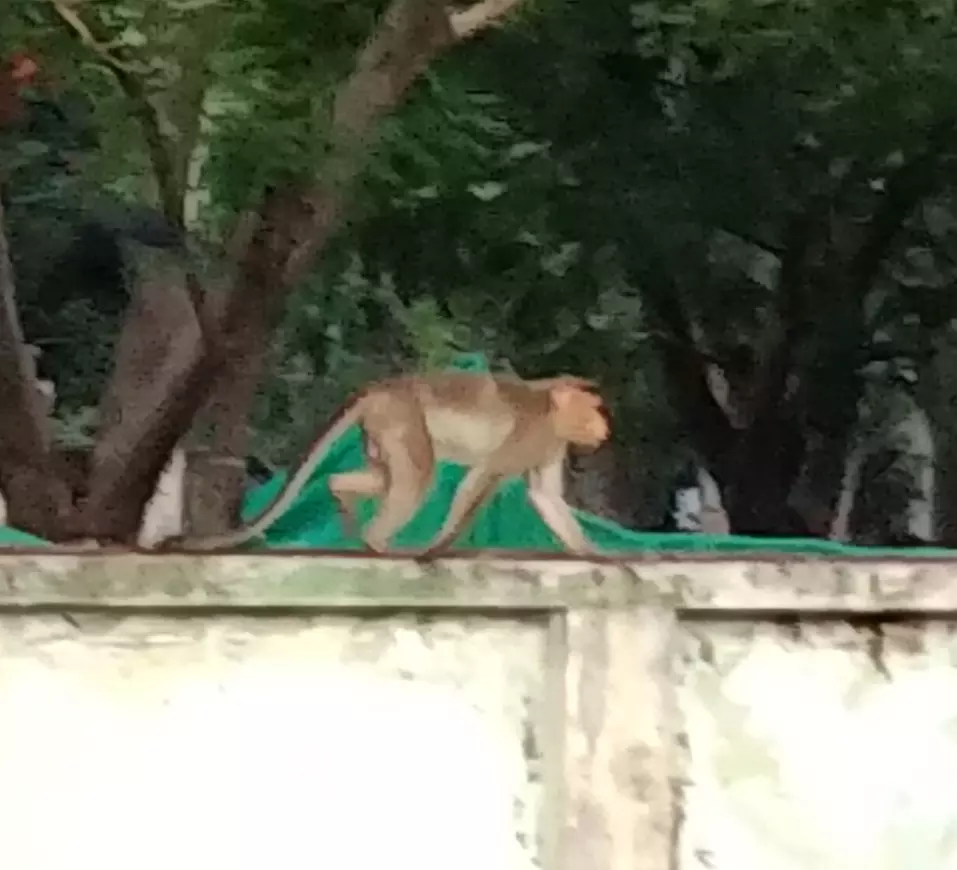 குரங்கு தொல்லை குரங்கு தொல்லை