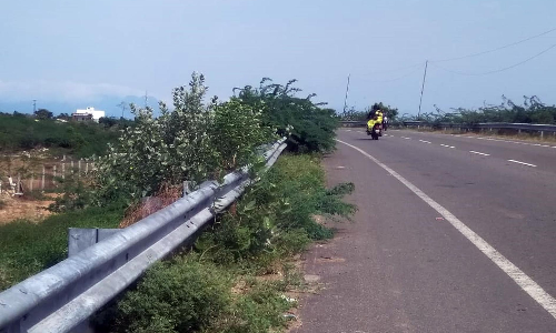 சாலையோர முள்செடிகளால் விபத்து அபாயம் சாலையோர முள்செடிகளால் விபத்து அபாயம்
