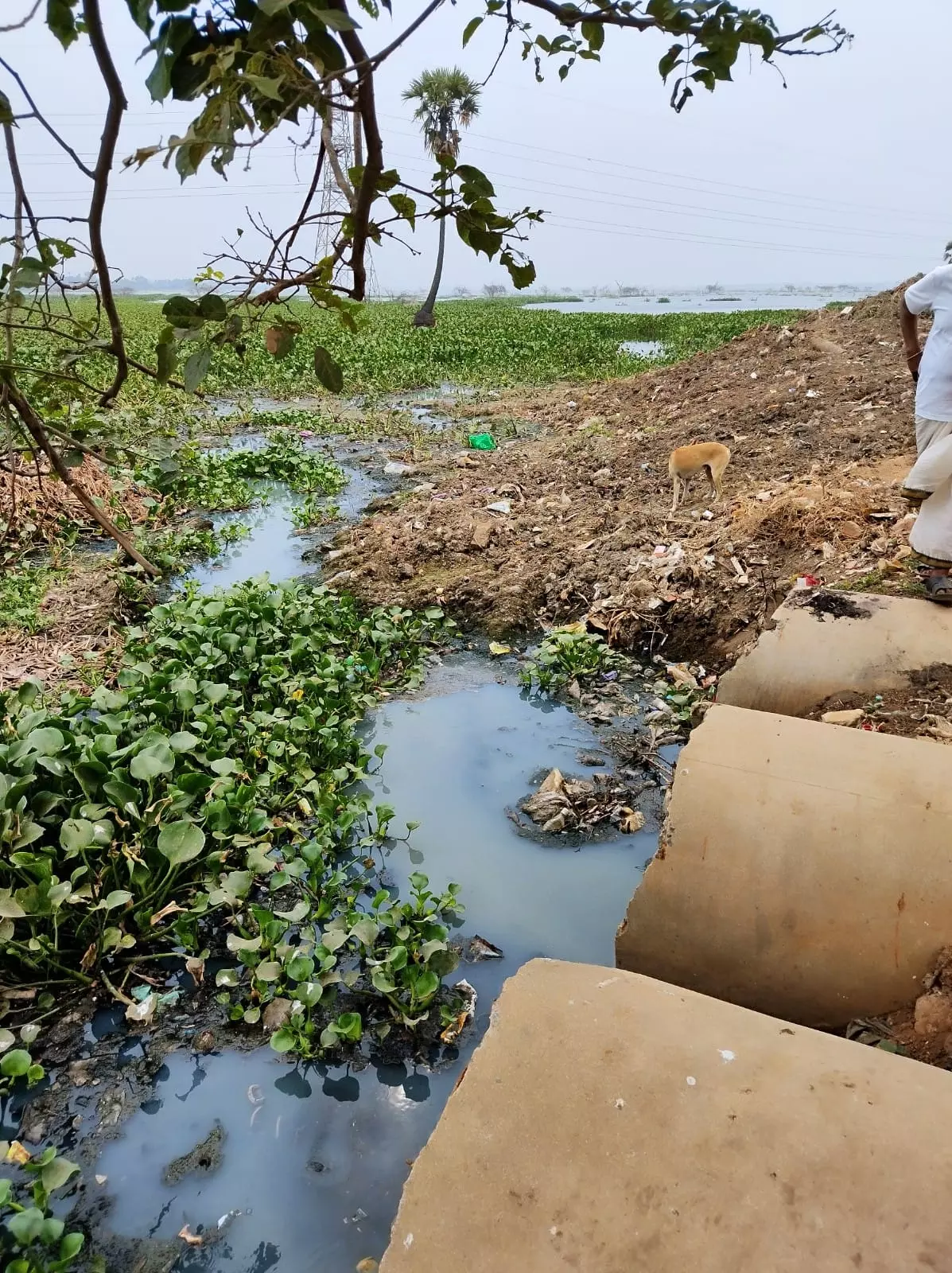ஏரியில் கழிவுநீர்