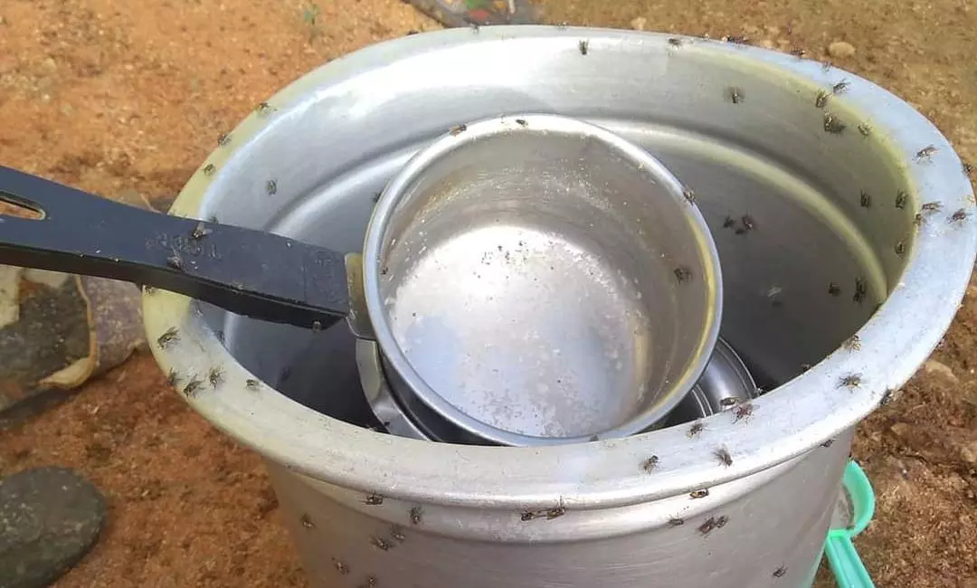 ஈக்கள் தொல்லை ஈக்கள் தொல்லை