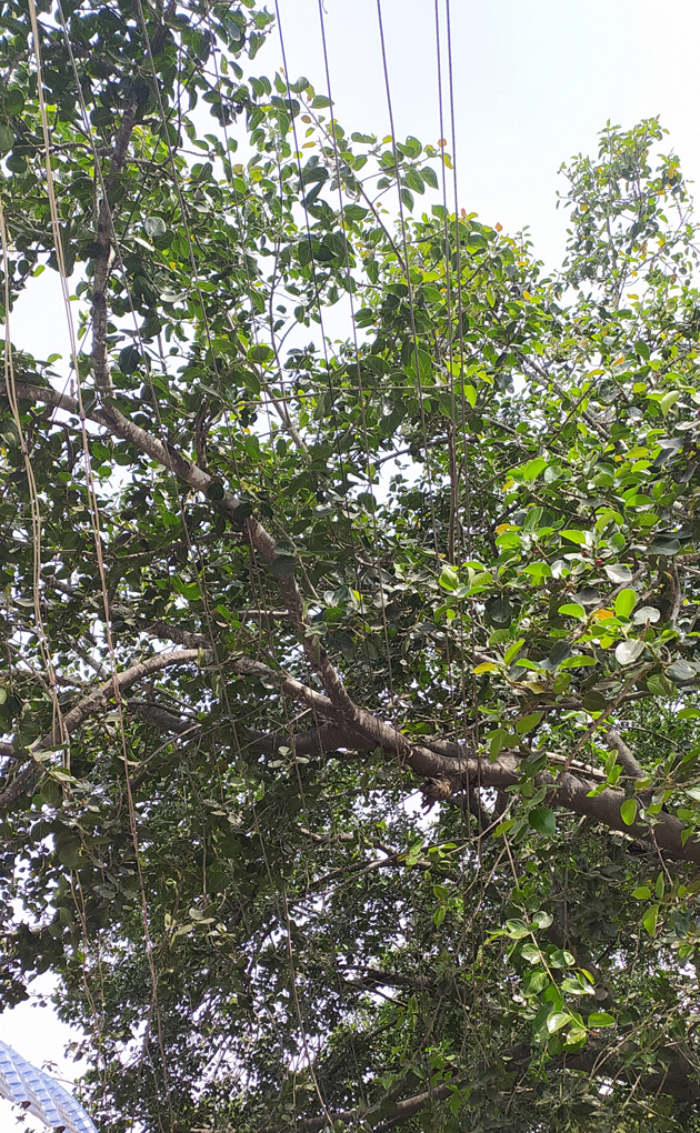 ஆபத்தான மின் வழிப்பாதை