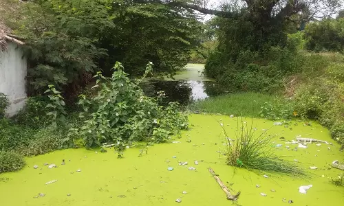 தூர்வாராததால் பச்சையாக மாறிய வாய்க்கால்