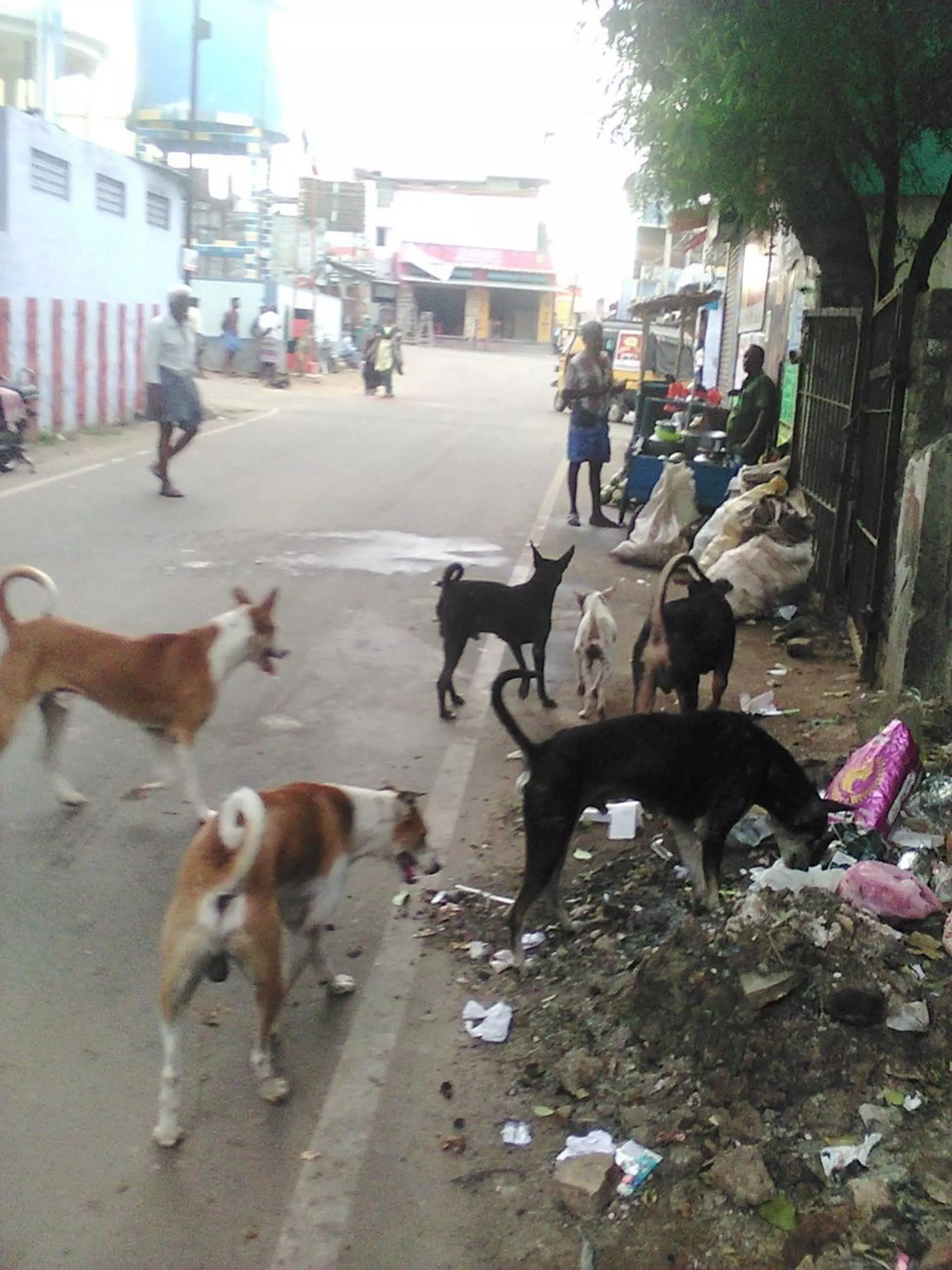 தெருநாய்களால் தொல்லை