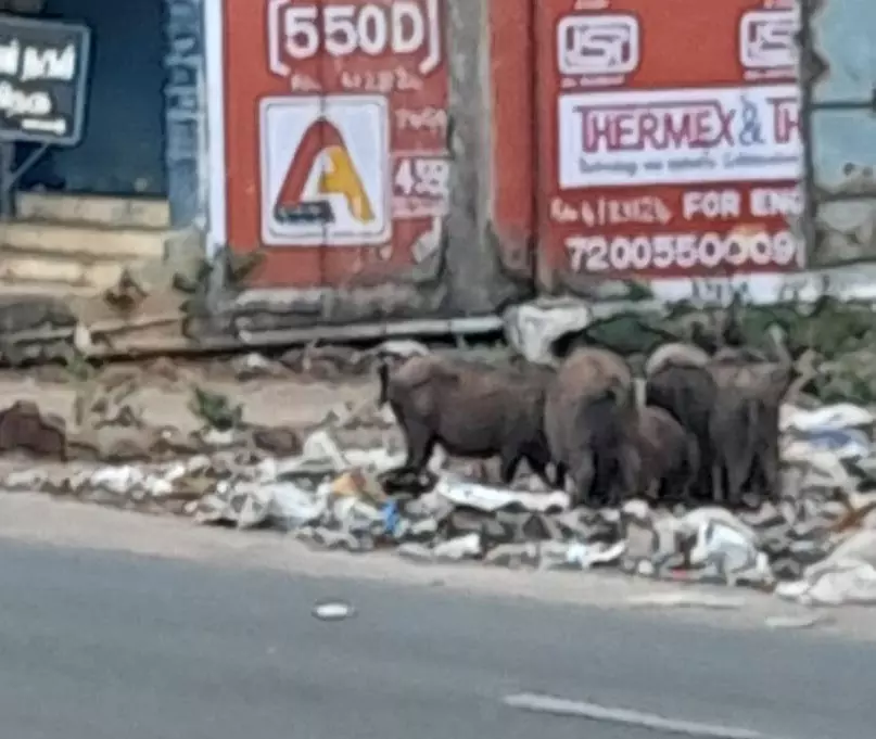 பன்றிகள் தொல்லை