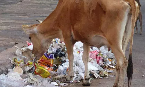 பிளாஸ்டிக் கழிவுகளால் கால்நடைகளுக்கு பாதிப்பு பிளாஸ்டிக் கழிவுகளால் கால்நடைகளுக்கு பாதிப்பு