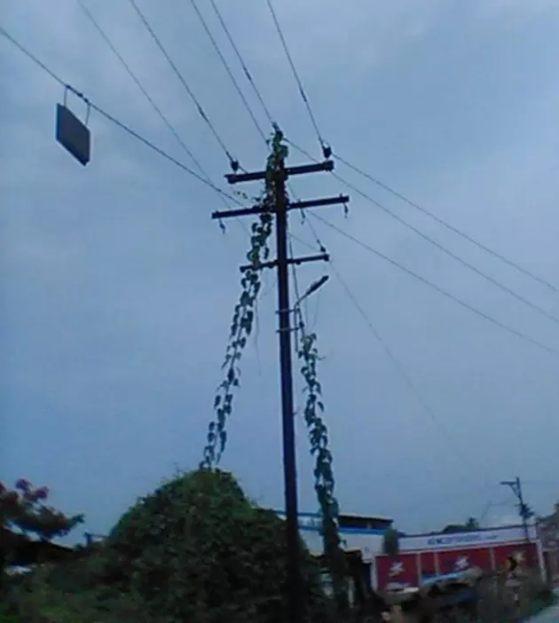 மின்கம்பத்தில் படர்ந்த கொடி
