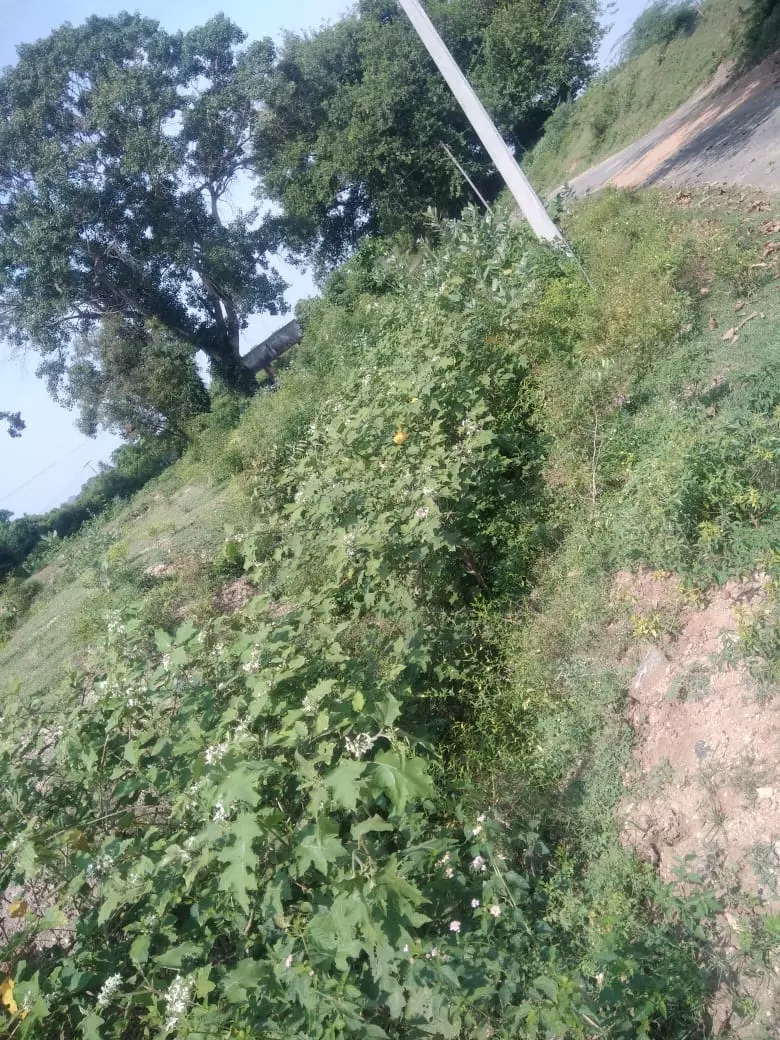 செடி, கொடிகள் அகற்றப்படுமா?