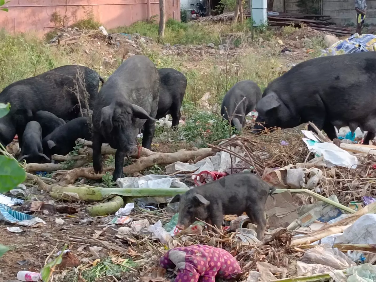 பன்றிகளால் சுகாதார சீர்கேடு பன்றிகளால் சுகாதார சீர்கேடு