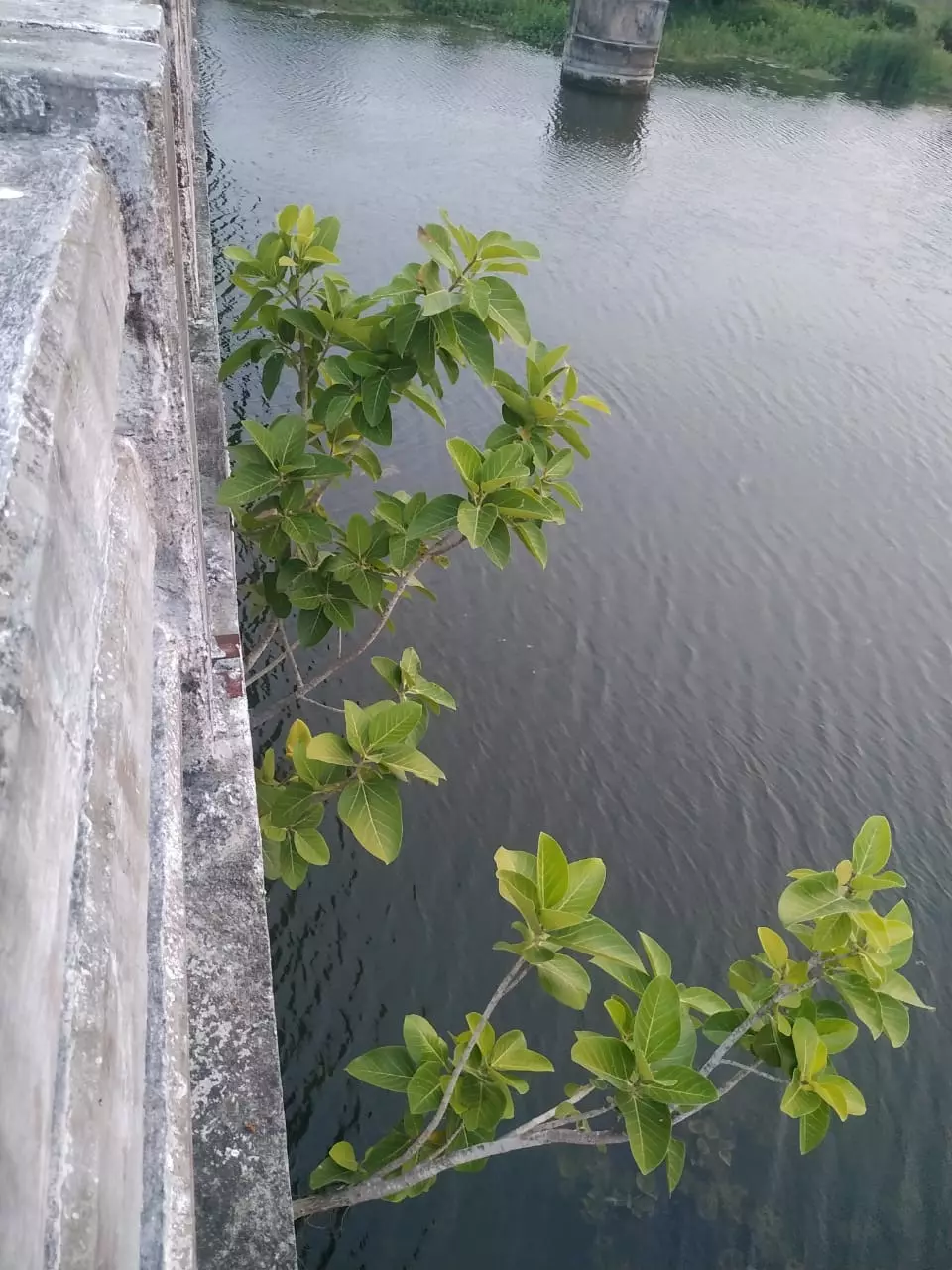 பாலத்தில் வளர்ந்துள்ள செடி, கொடிகள் பாலத்தில் வளர்ந்துள்ள செடி, கொடிகள்