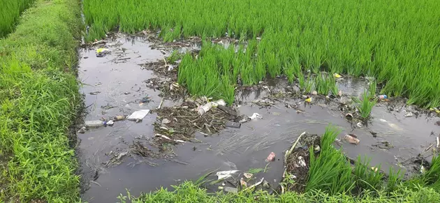 விவசாய நிலத்தில் புகும் கழிவுநீர்