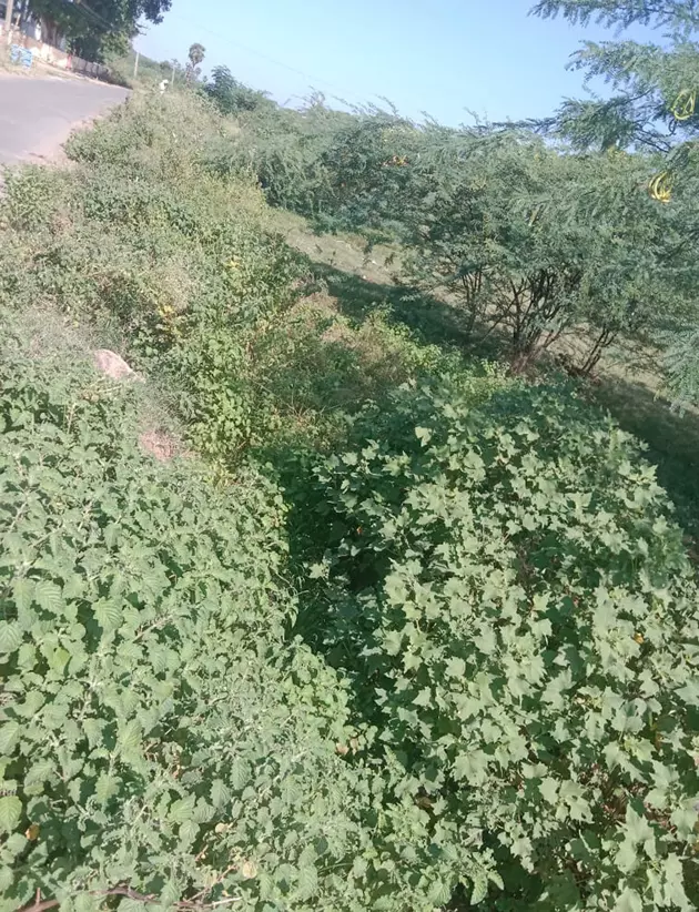 ஏரிக்கால்வாயை தூர்வார வேண்டும் ஏரிக்கால்வாயை தூர்வார வேண்டும்