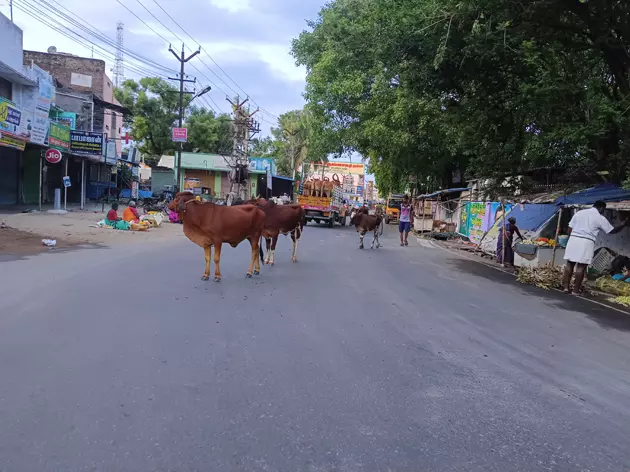 மாடுகள் தொல்லை