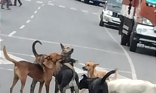 தெருநாய்கள் தொல்லை