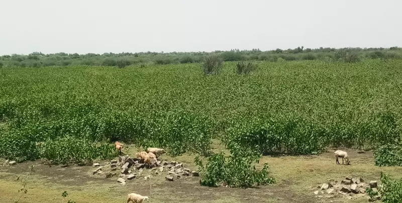 தூர்வாரப்படாத பேராம்பூர் பெரிய ஏரி தூர்வாரப்படாத பேராம்பூர் பெரிய ஏரி