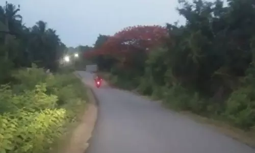 சாலையோரம் வளர்ந்த செடி, கொடிகளை அகற்றுவார்களா?