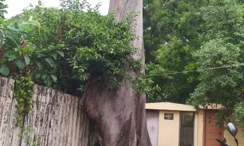 மரத்தை அப்புறப்படுத்த வேண்டும்