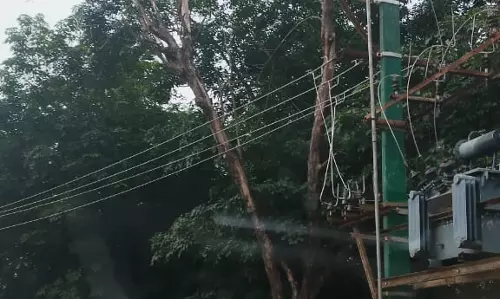 மரத்தை அகற்ற வேண்டும்