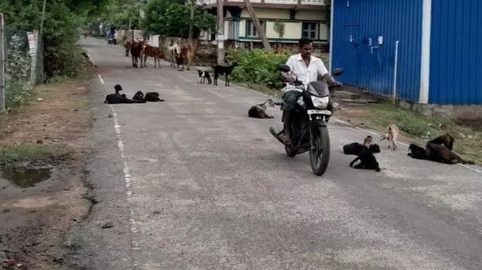 கால்நடைகளால் போக்குவரத்துக்கு இடையூறு