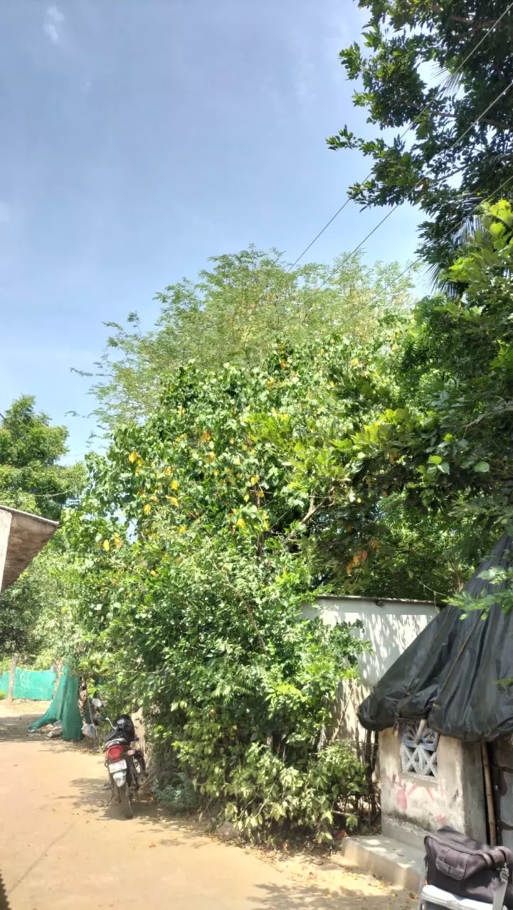 மரக்கிளைகளுக்கு இடையே மின்கம்பிகள்