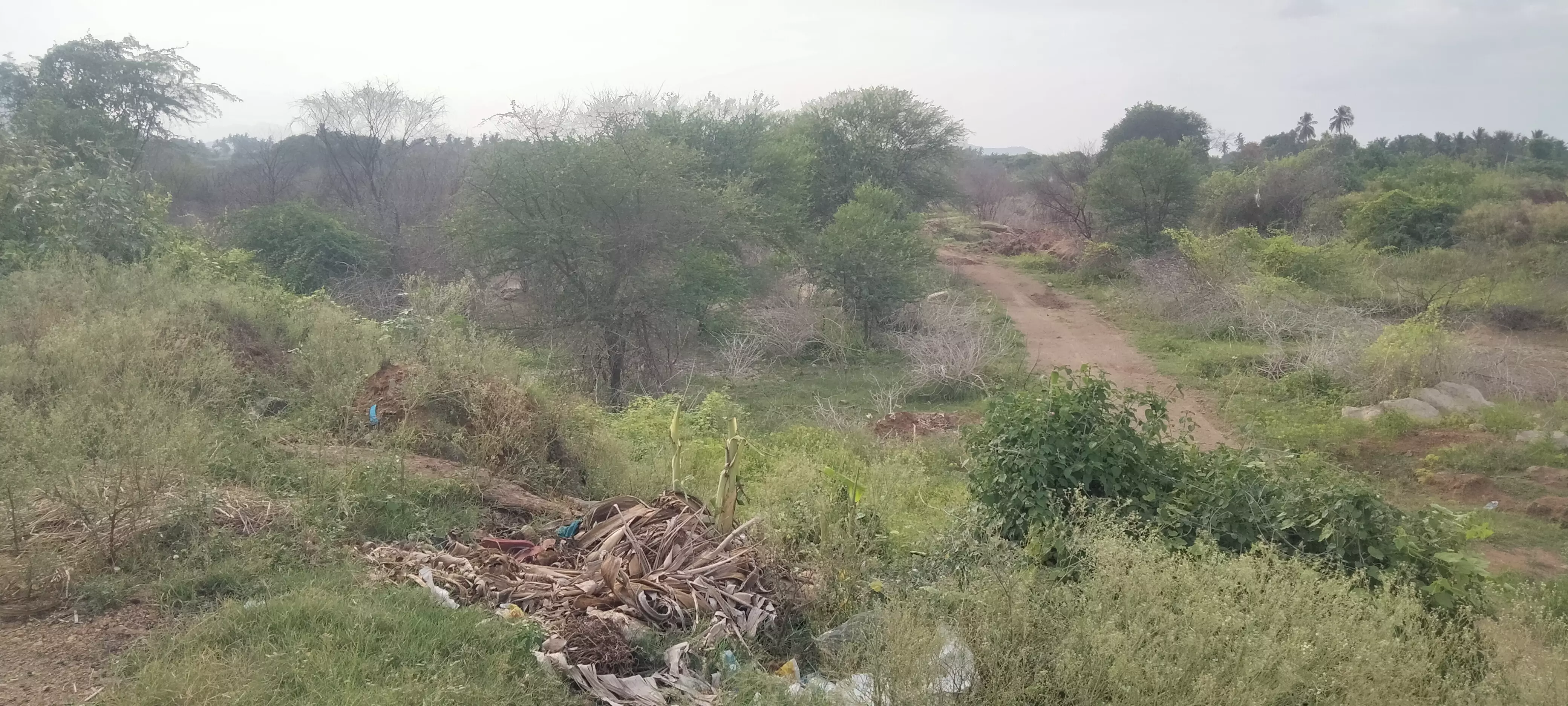 அகற்ற வேண்டிய கருவேல முட்செடிகள்