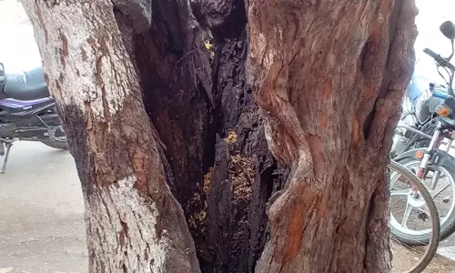 இரண்டாக பிளந்த புளியமரம்