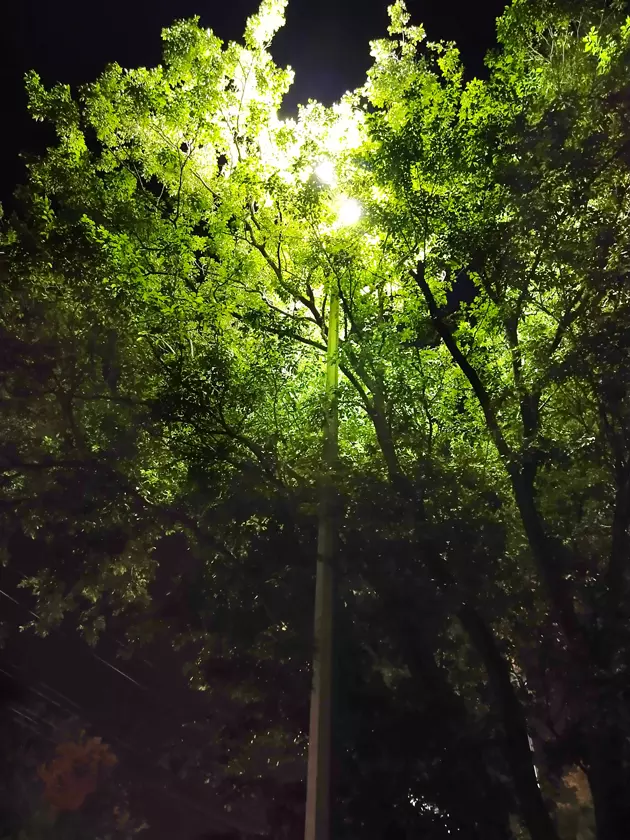 மரக்கிளைகளை அகற்ற வேண்டும்