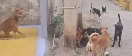 தெருநாய்கள் தொல்லை தெருநாய்கள் தொல்லை