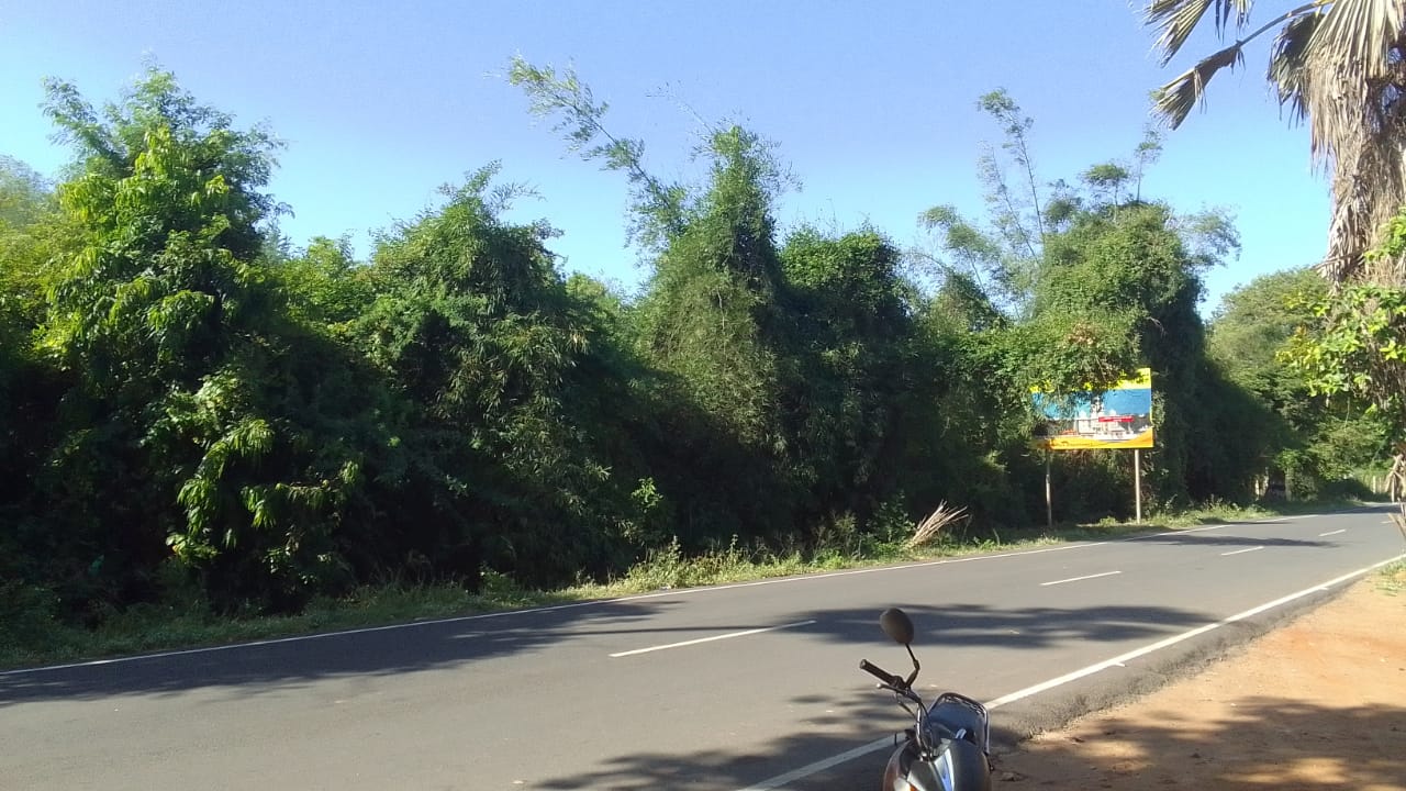 கருவேல மரங்கள் அகற்றப்படுமா?