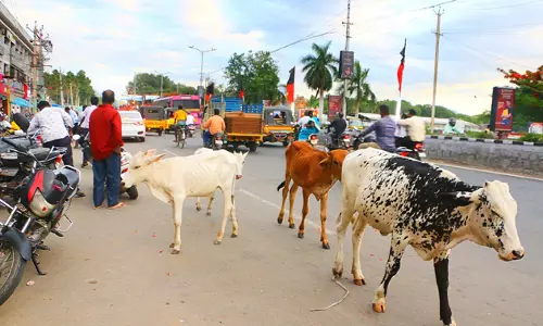 சாலையில் சுற்றித்திரியும் மாடுகள்
