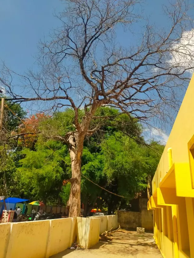 பட்டுப்போன மரத்தை அகற்றுவார்களா? பட்டுப்போன மரத்தை அகற்றுவார்களா?