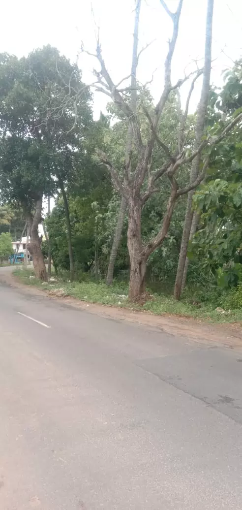 ஆபத்தான மரம்