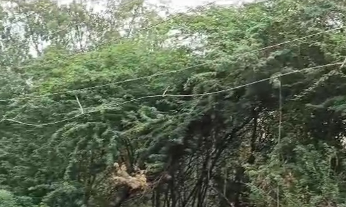 தாழ்வாக செல்லும் மின்கம்பிகள்