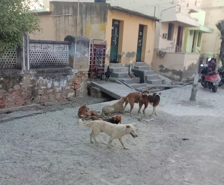 தெருநாய்கள் தொல்லை