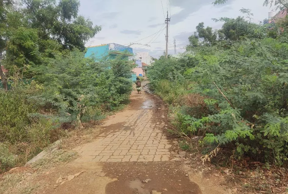 புதர்மண்டிய தெரு புதர்மண்டிய தெரு