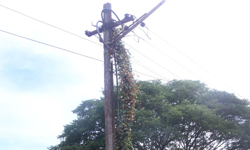 மின்கம்பத்தை சூழ்ந்த செடி-கொடிகள்