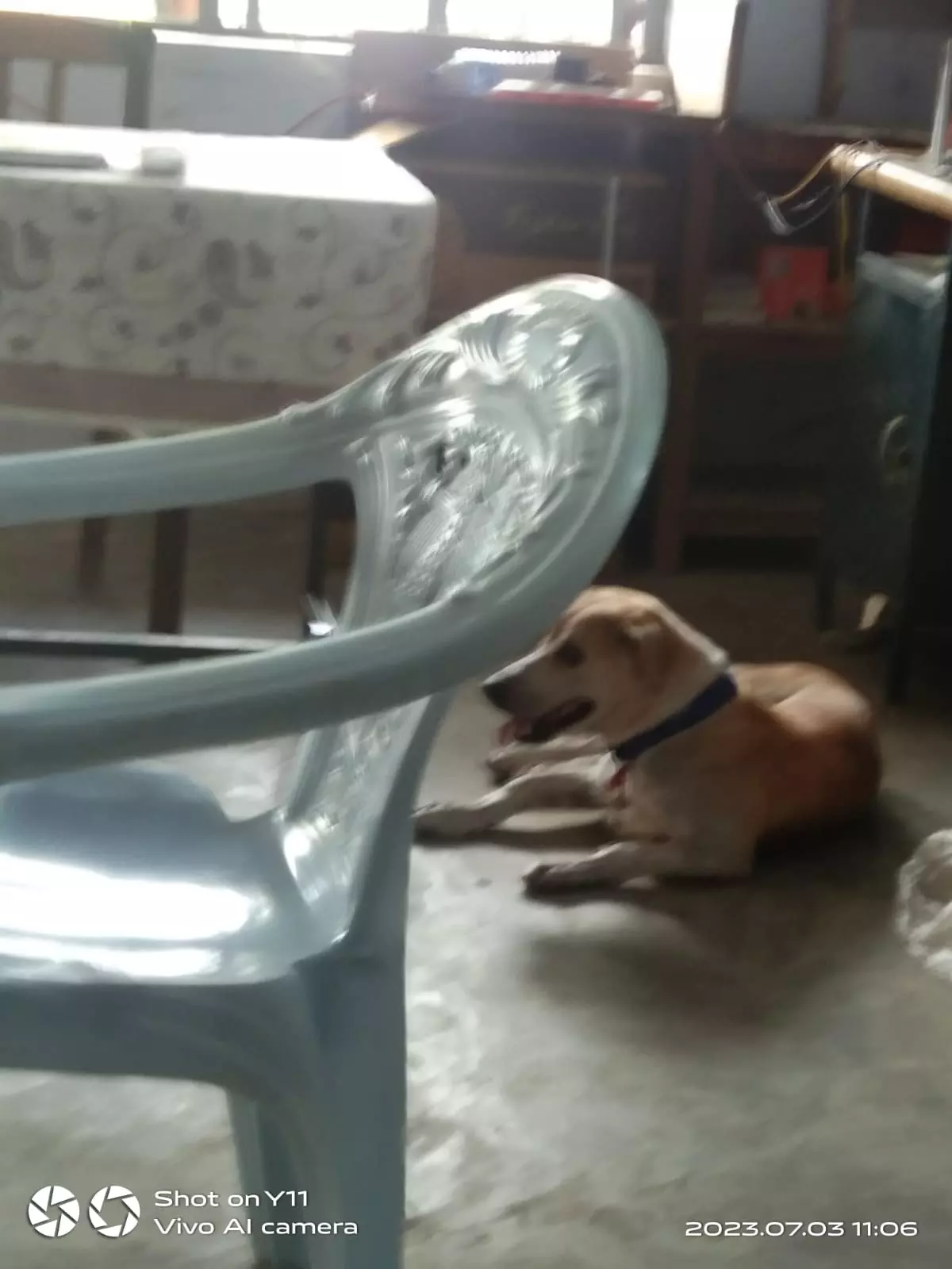 அலுவலகத்தில் உறங்கும் நாய்கள் அலுவலகத்தில் உறங்கும் நாய்கள்