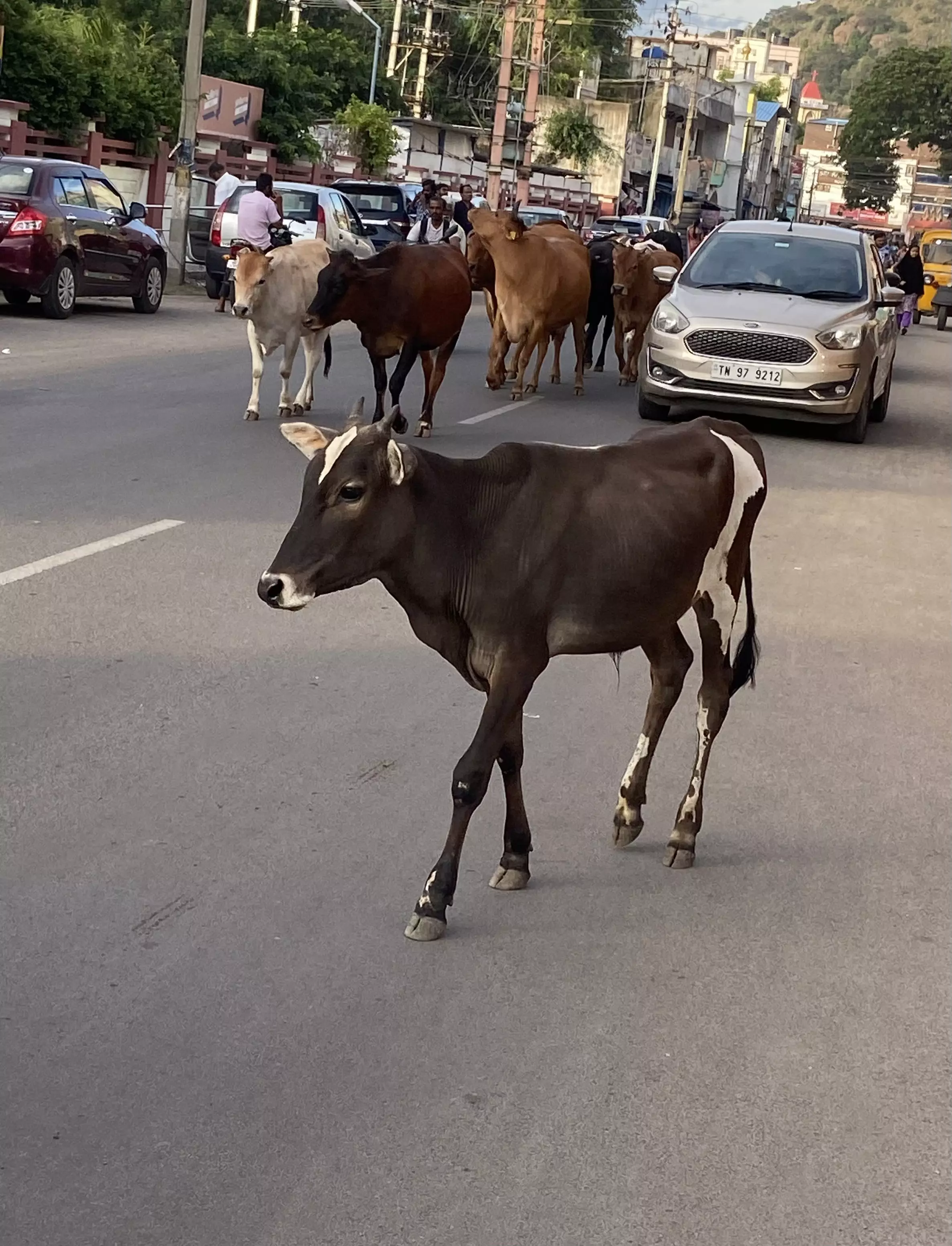மாடுகள் தொல்லை