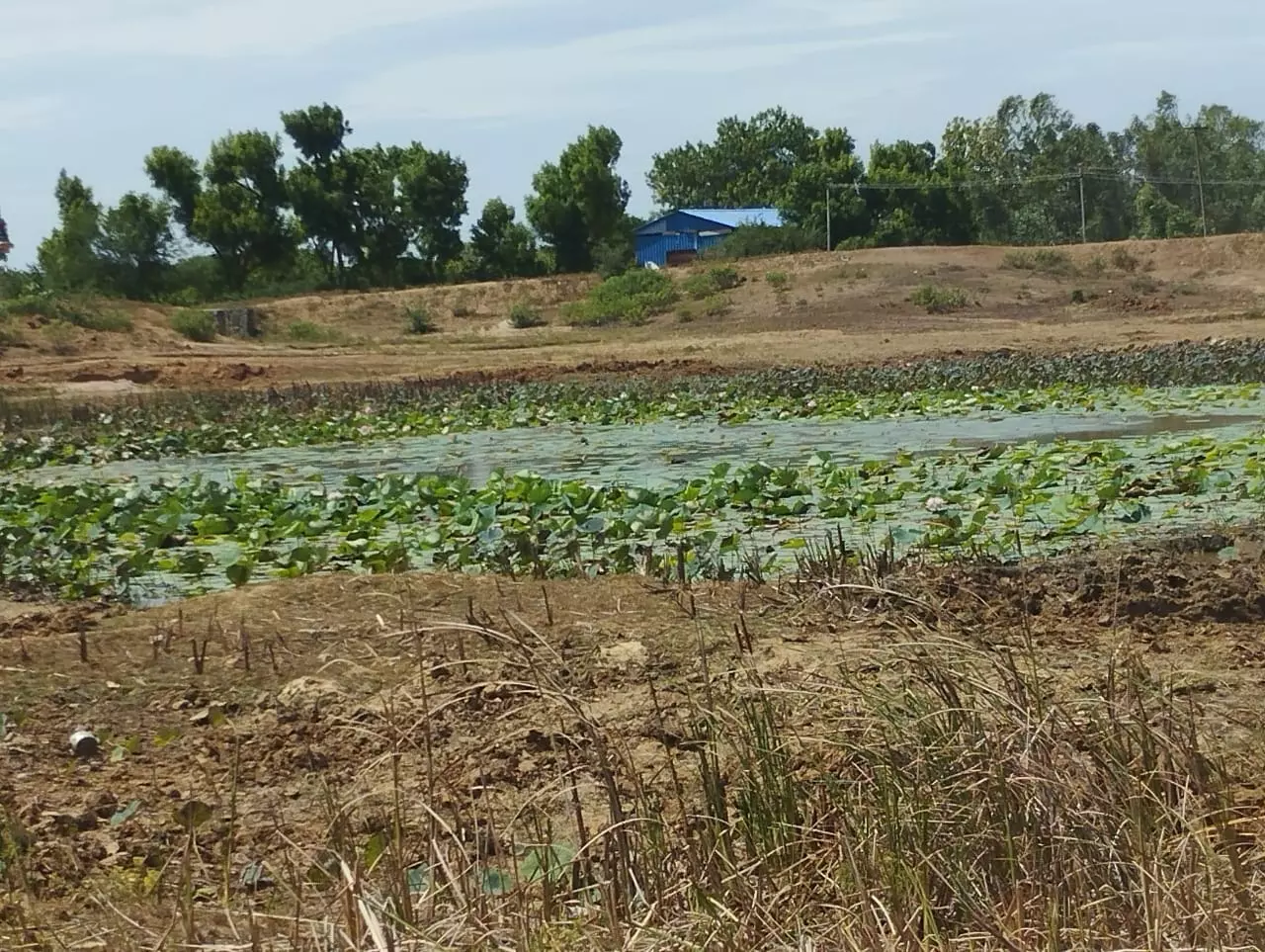 தூர்வாரப்படாத சந்தேரி தூர்வாரப்படாத சந்தேரி