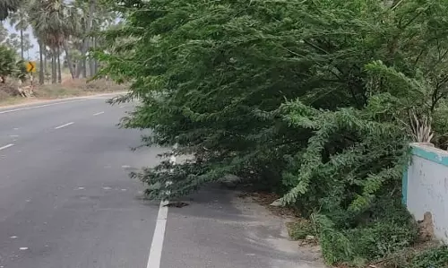 சாலையை ஆக்கிரமித்த முட்செடிகள்